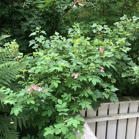 Dragon Tatil Evi Reine