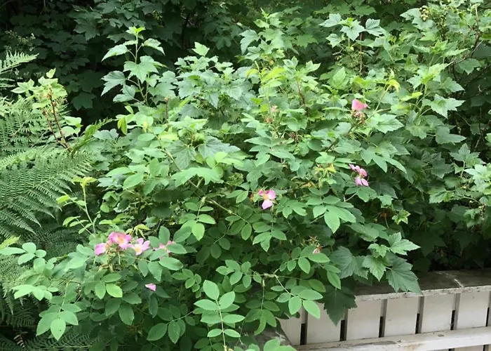 Dragon Feriehus Reine